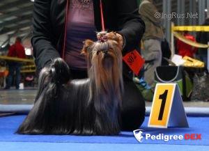  Vertical Limit Stribrne Prani — Labaza DogPedigree YorkshireTerrier